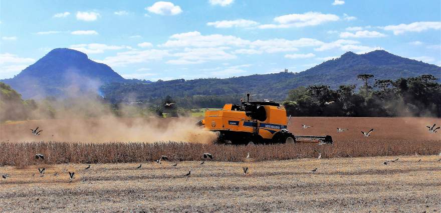 Safra teve alto custo de produção, além de perdas na colheita e redução no preço de venda | Foto: Arthur L. Mallmann / Folha de Candelária