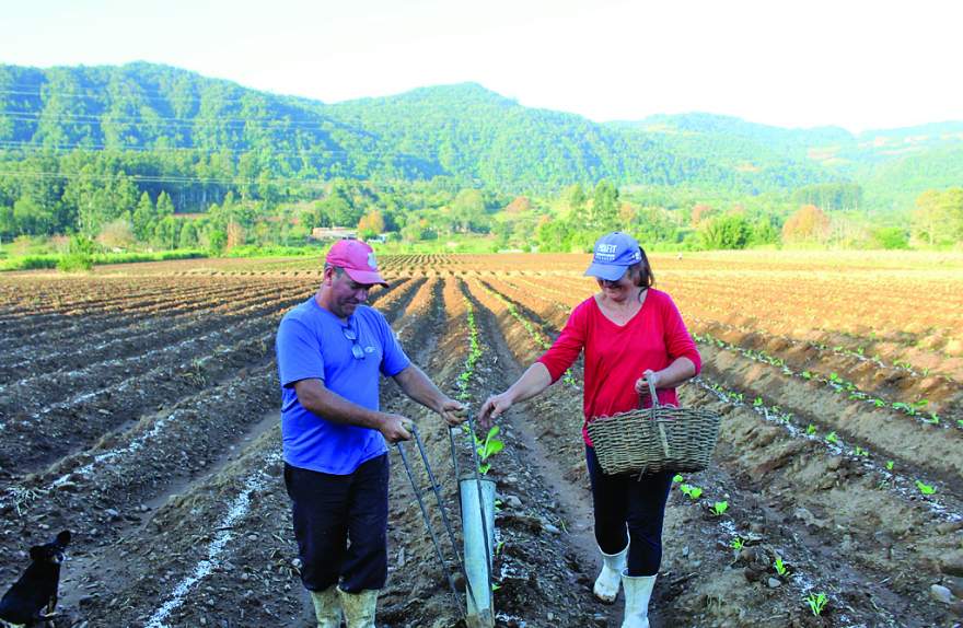 Delmar Hauth e sua esposa Romana anteciparam o plantio para a safra 23/24