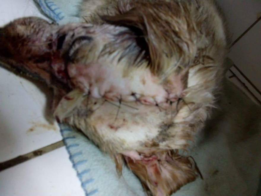 Após ser atingida na cabeça por golpes de facão, cadela sobreviveu após realizar cirurgia durante a tarde - Divulgação: ONG SOS Bichos
