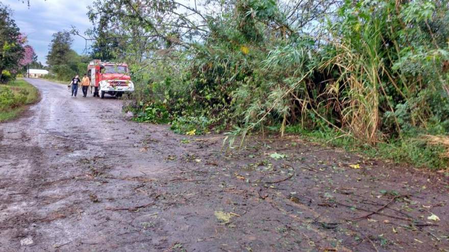 Na Linha do Rio, Bombeiros Voluntários de Candelária removeram uma árvore que estava caída na pista (Foto: Arzélio Strassburger)