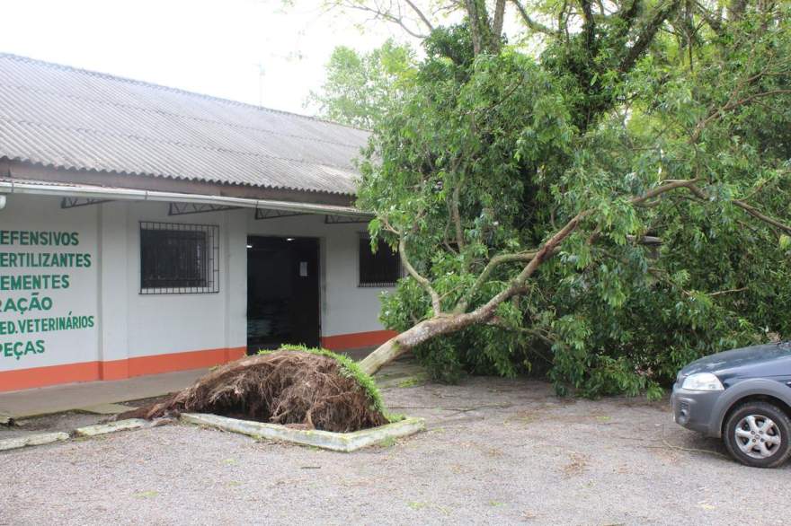 Árvore caída na frente da Cotribá na cidade