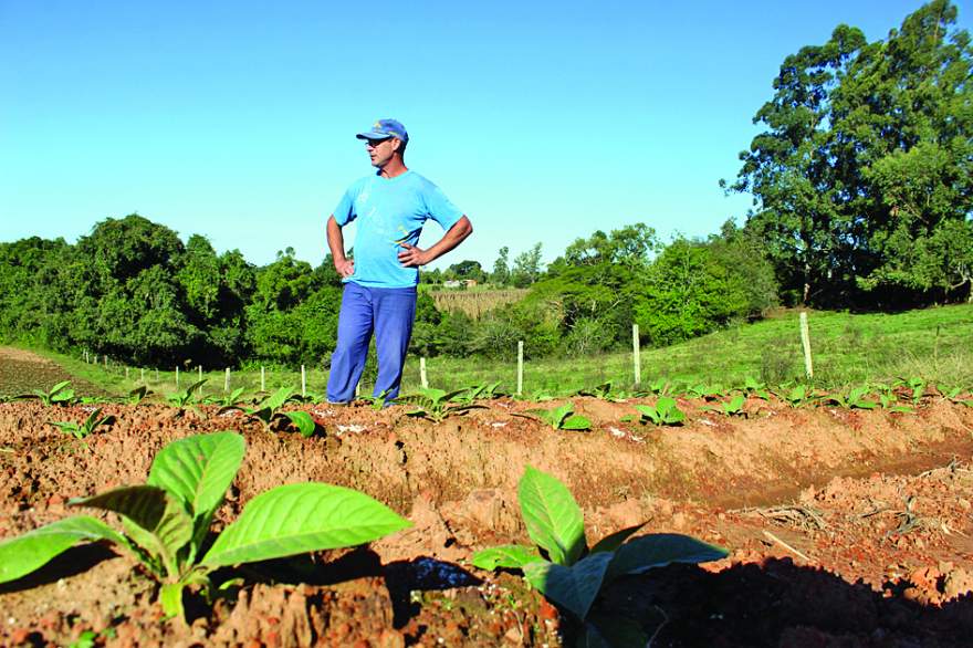 Vandel Guedes Rodrigues
notou bons resultados com a
antecipação do plantio na
última safra