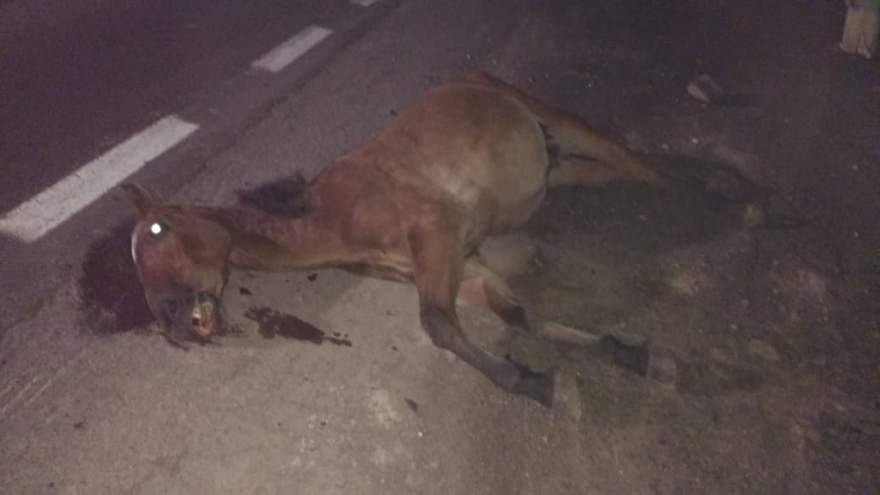 Animal morreu na hora e foi retirado por Bombeiros Voluntários e populares