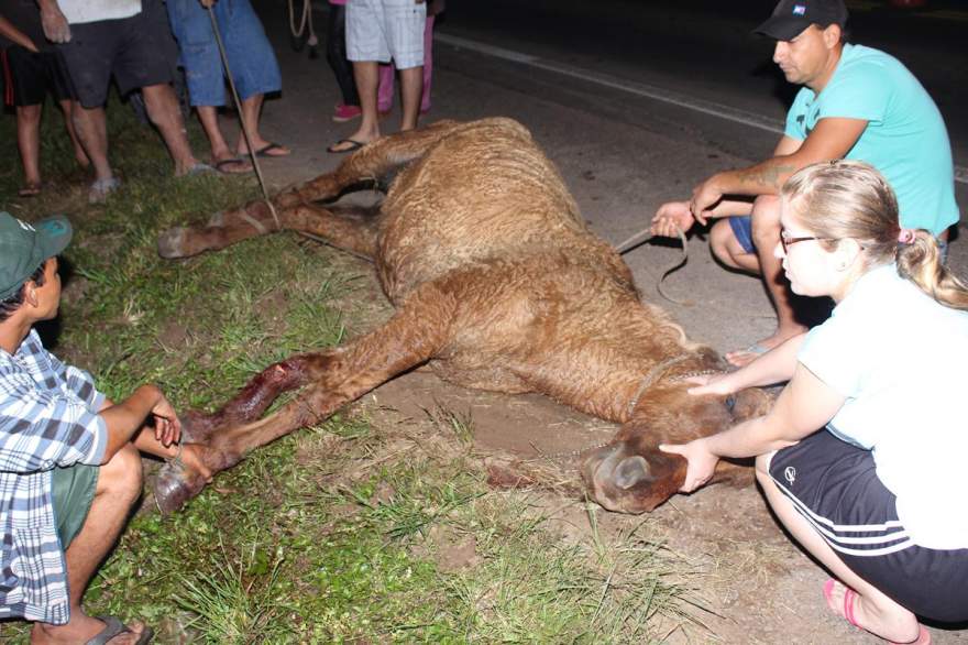 Cavalo sofreu fratura em uma das patas e deverá ser sacrificado