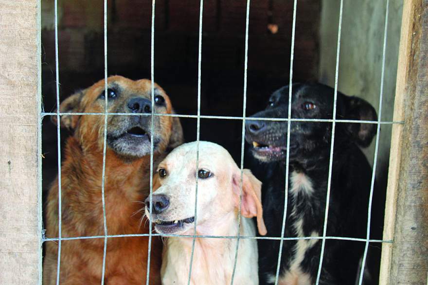 Prefeitura recebeu 150 denúncias de maus-tratos e abandono de animais 