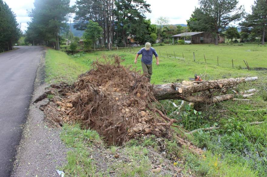 Eucalipto caído na margem da ERS 410 na Vila Fátima