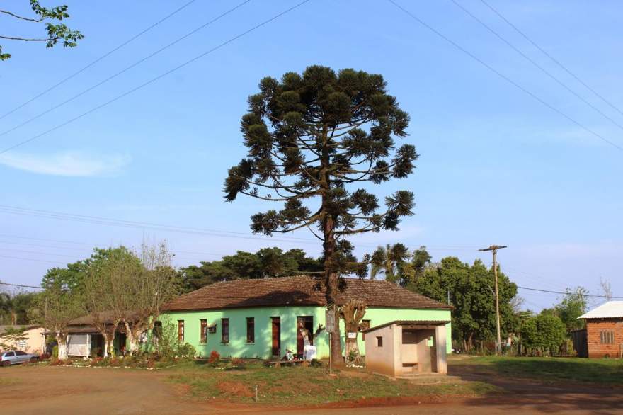 O Pinheiro plantado em substituição ao que deu nome à localidade e a casa comercial construída por Seu Dedé Oliveira