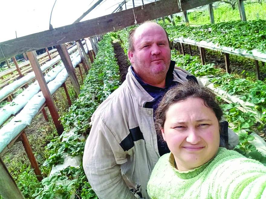 Rejane e Félix: produtores celebram alta na procura por morangos 