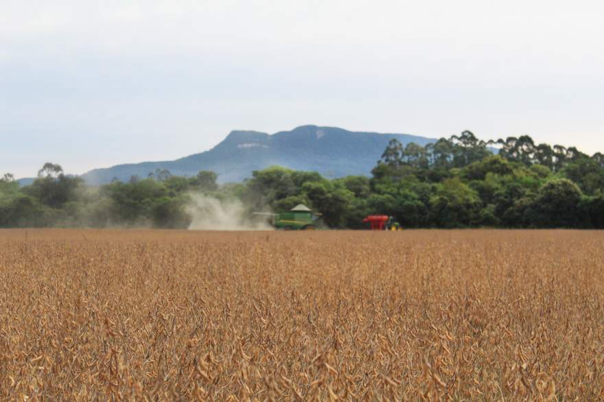 A colheita de soja segue avançando no município e na região