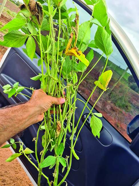 Chuva registrada causou alívio aos produtores de soja