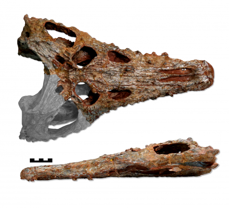 Detalhe do crânio do único espécime conhecido de Proterochampsa nodosa, descoberto na década de 1970, visto de cima, e de lado (abaixo)