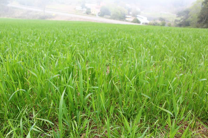 Plantação de trigo na Vila União 