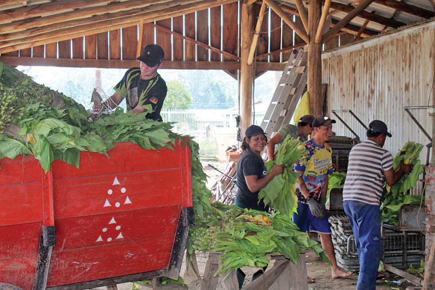 Na propriedade na Sesmaria do Cerro, produtor iniciou a colheita no dia 14 de agosto 