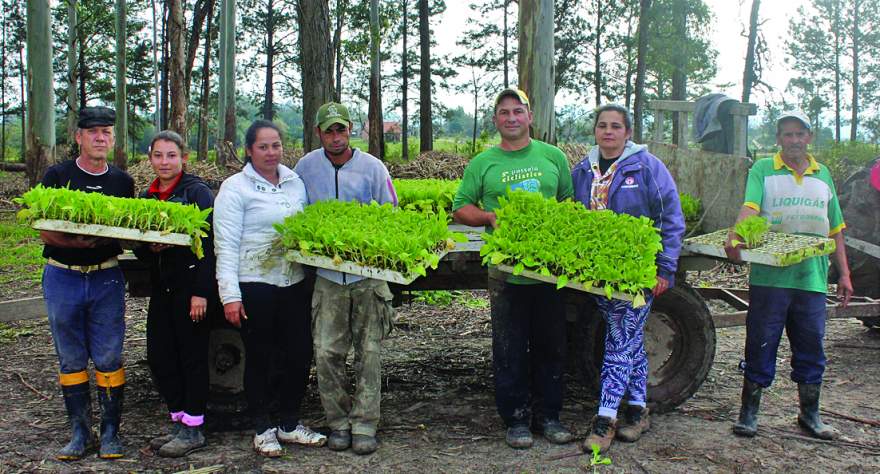 Equipe encarregada do plantio de fumo em Rincão das Casas