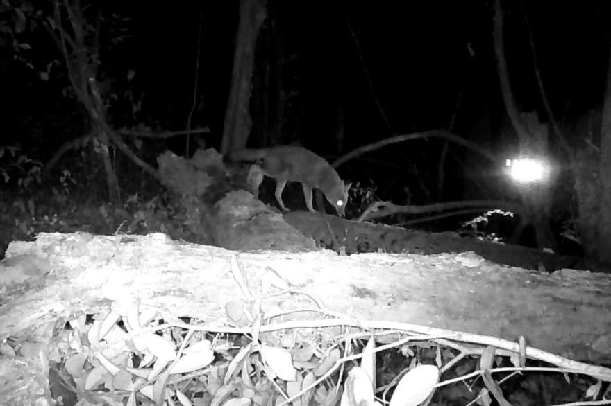 Graxaim-do-campo (Imagem: Leopardus do Sul)