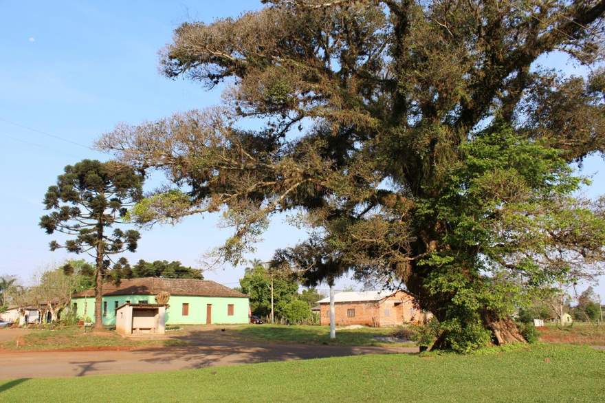 A figueira e o pinheiro ao fundo: imagem referencial do Pinheiro