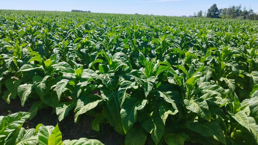 Negociação do tabaco segue sem acordo