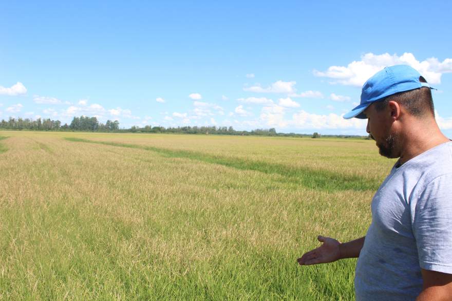Em sua plantação de arroz, o produtor projeta um prejuízo 4 vezes maior em relação à última safra | Foto: Arthur L. Mallmann / Folha de Candel