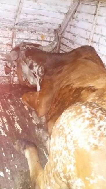 Animal de aproximadamente 500 quilos foi devolvido ao seu dono, morador de Vale do Sol (Fotos: Divulgação • Folha) 