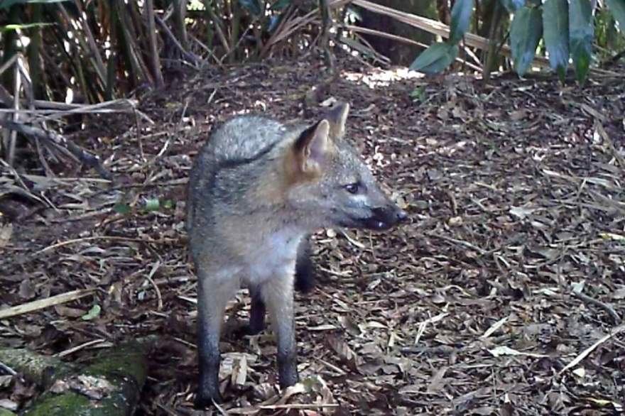 Graxaim-do-mato (Imagem: Leopardus do Sul)