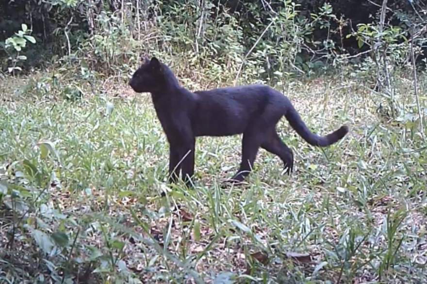Gato-do-mato-grande melânico (Imagem: Leopardus do Sul)