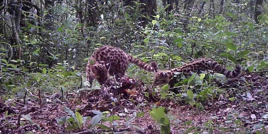 Gatos-maracajás (Imagem: Leopardus do Sul)