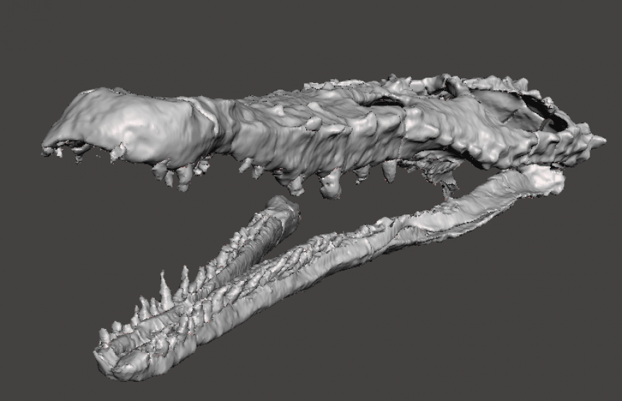 Detalhe do crânio e da mandíbula de Proterochampsa nodosa, que foram separados virtualmente no novo estudo, a partir das tecnologias de imagem.