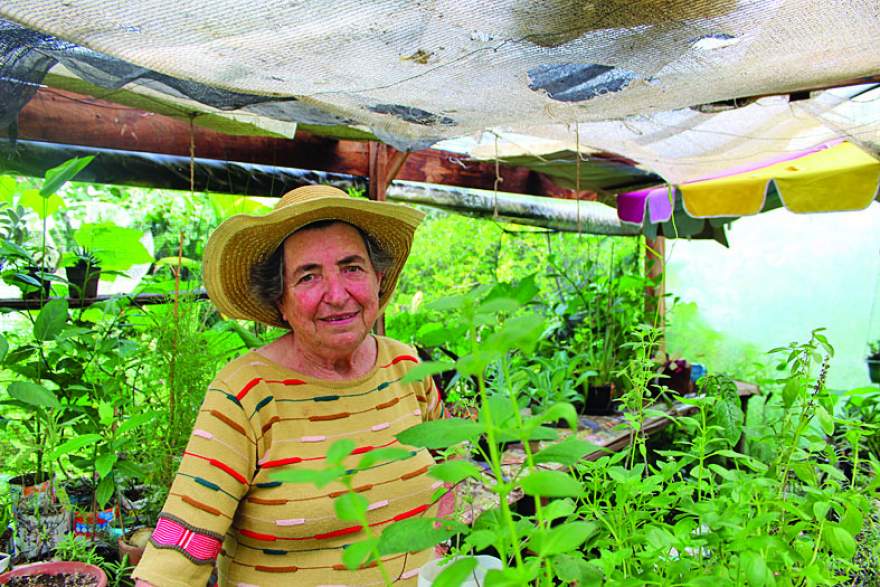 A candelariense Íria Faber conta um pouco sobre o trabalho de produção das mudas de árvores