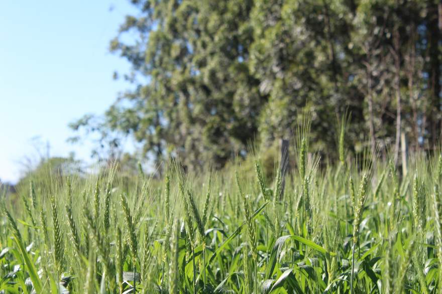 Plantio foi concluído por volta de 20 de julho e cereal está na fase espigamento e floração