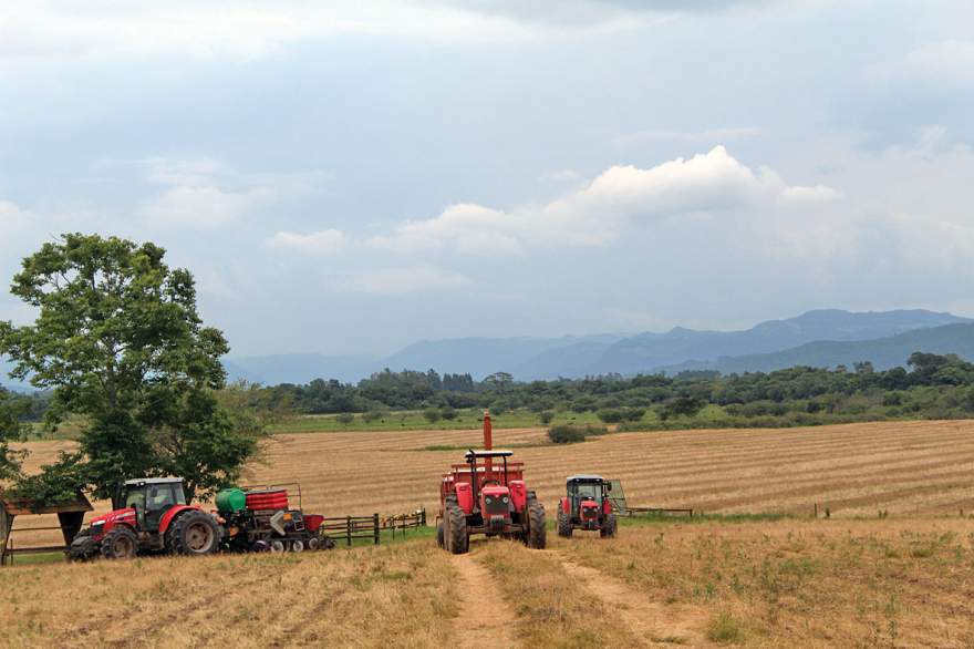 Cenário de preocupação: cerca de 40% da área estimada em 19,5 mil hectares foi plantada no município