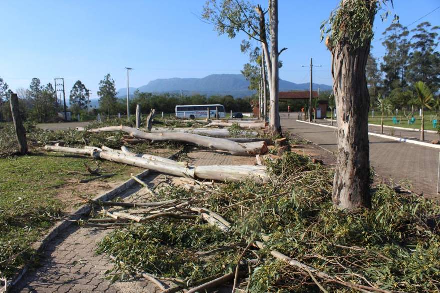 Prefeitura alega que árvores estavam causando risco aos usuários do parque - Crédito: Tiago Mairo Garcia - Folha