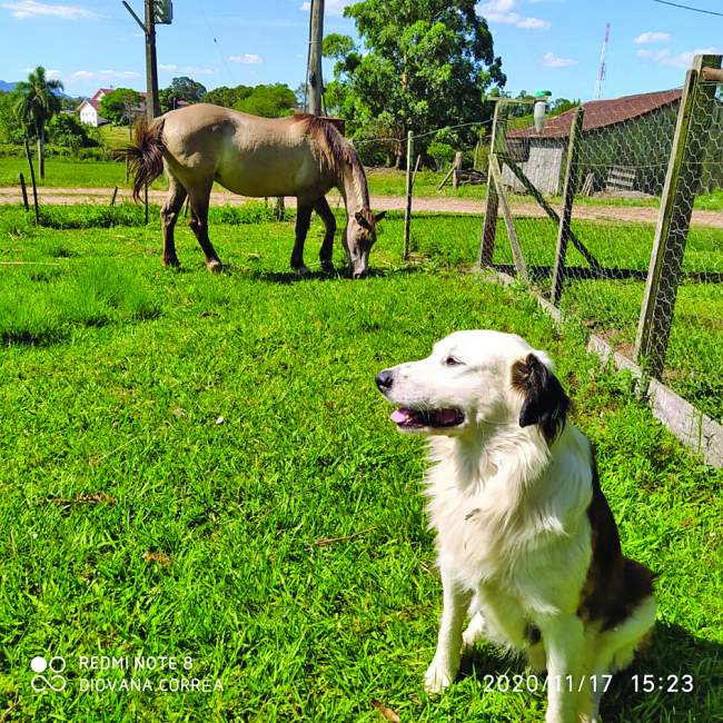  O cachorro Snoop  e a égua  Princesa são amigos inseparávies
