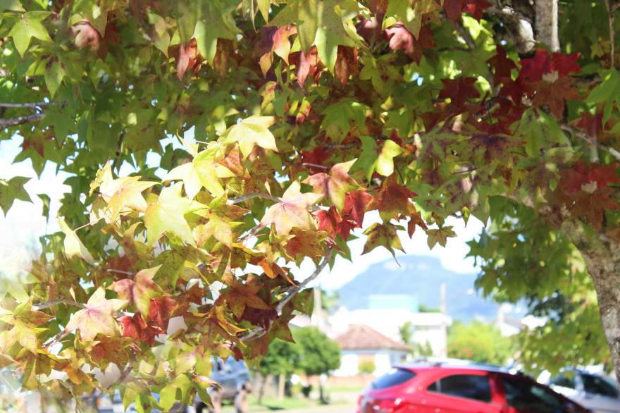 Chegada do outono produz imagens bonitas, como a captada pela lente da fotógrafa Odete Jochims