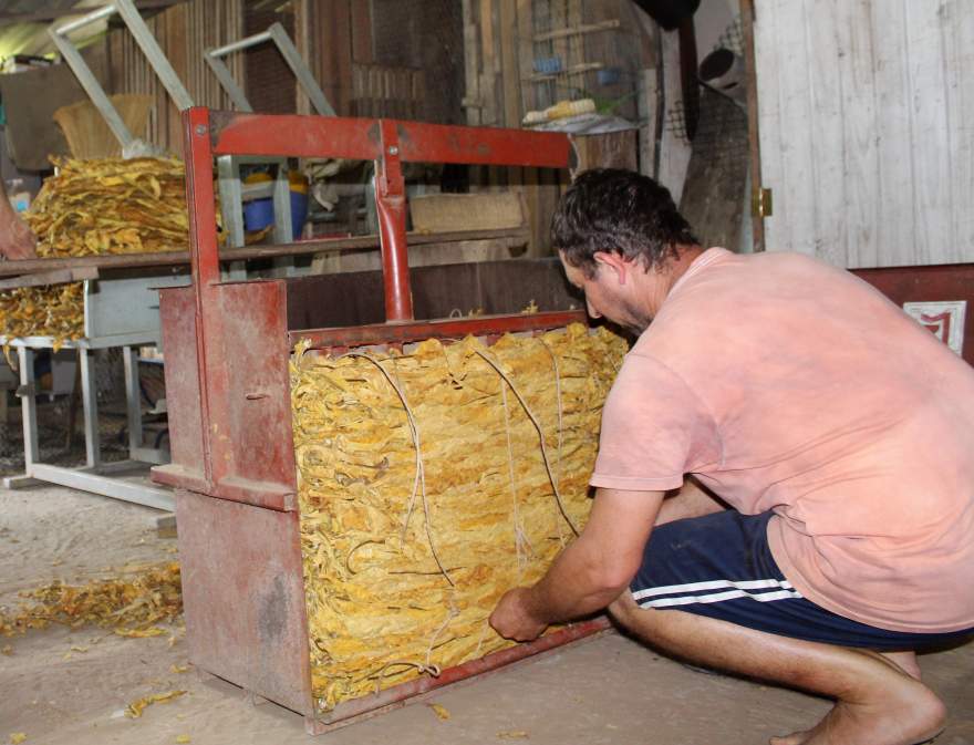 Após a compressão, os fardos de tabaco podem chegar a pesar 60kg | Arthur Mallmann / Folha de Candelária