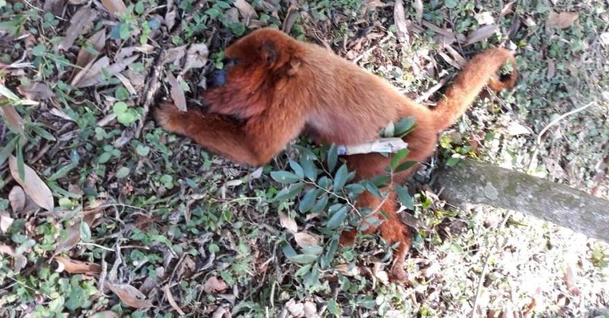 Vigilância Epidemiológica faz alerta sobre risco de contaminação por febre amarela após macaco ser encontrado morto na região do Capão do Valo