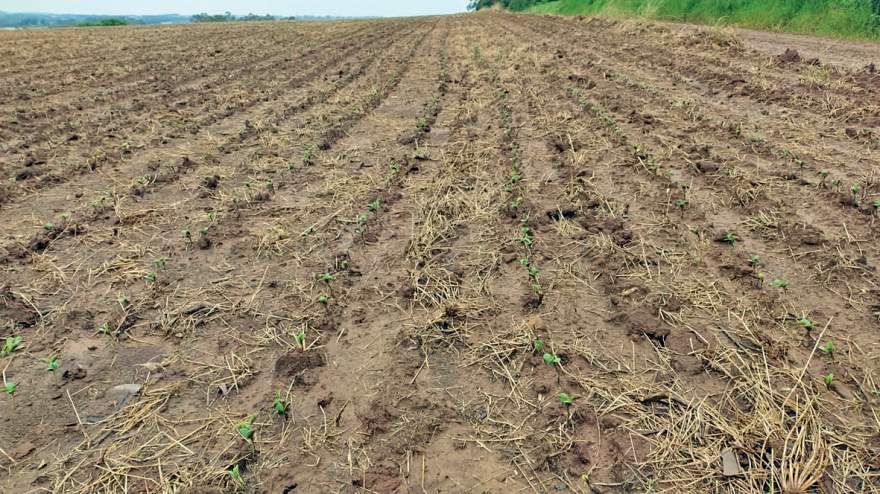Área de soja recém-plantada em Novo Cabrais: efeitos do excesso de chuva tem atrapalhado o desenvolvimento
