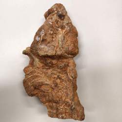 Fóssil do período Triássico é novidade da mostra de Paleontologia da Expocande