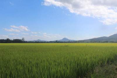 Crise no preço preocupa produtores de arroz 