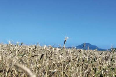 Colheita do trigo inicia com preocupação 