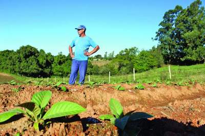 Safra 2023/2024, já tem tabaco nas lavouras