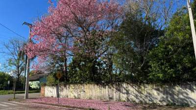 Ipês florescem e colorem ruas de Candelária com a chegada da primavera