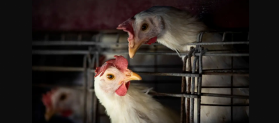 Gripe aviária: tire suas dúvidas sobre doença que afeta aves