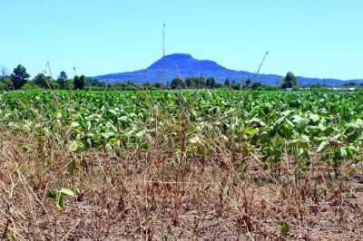 Como a falta de chuvas tem afetado o campo