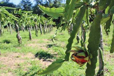 Atualmente, prudutores cultivam cerca de 600 pés da fruta, mas já pensam em aumentar a plantação para as próximas safras 
