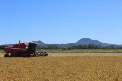 Arroz: Colheita chega a 12,88% na região