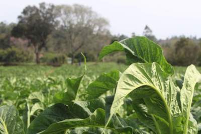 Produtores iniciam a colheita do tabaco 