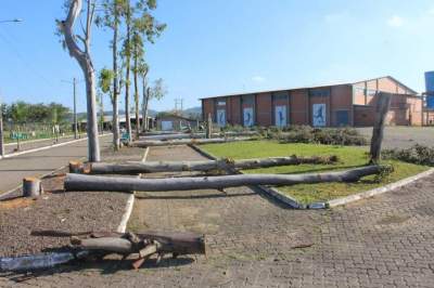 Retirada de eucaliptos no Parque de Eventos gera polêmica nas redes sociais