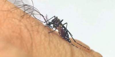 Alta infestação do mosquito é identificada no Bairro Rincão Comprido