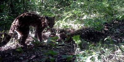 Gatos-maracajás (Imagem: Leopardus do Sul)