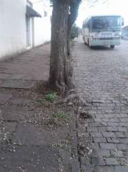 Espécies de árvores que causam danos deverão ser erradicadas do perímetro urbano (Divulgação)